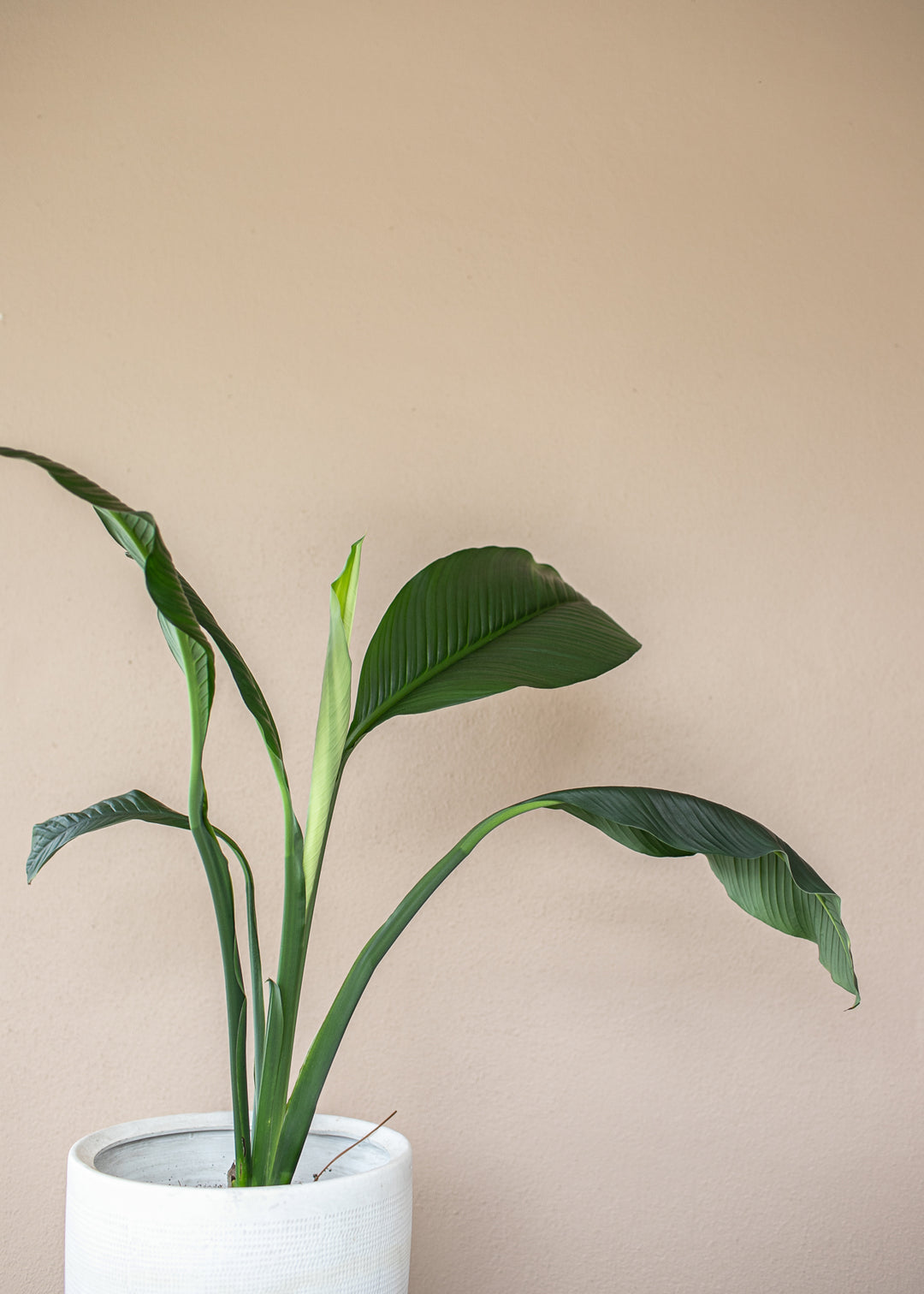 Mindful Living