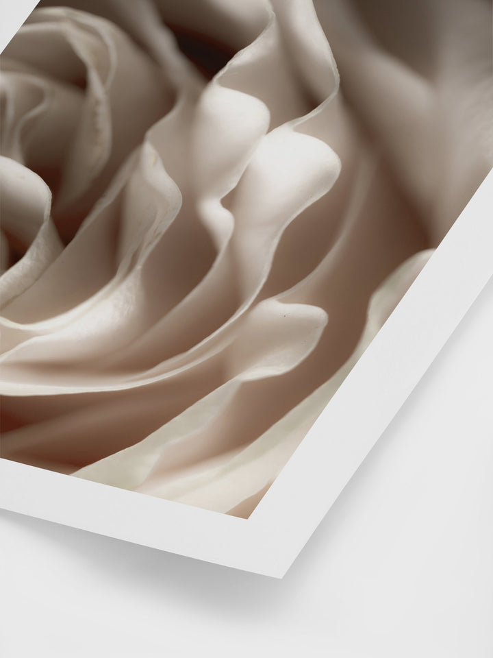 Beige Rose Poster | Art Print | Derrick Details