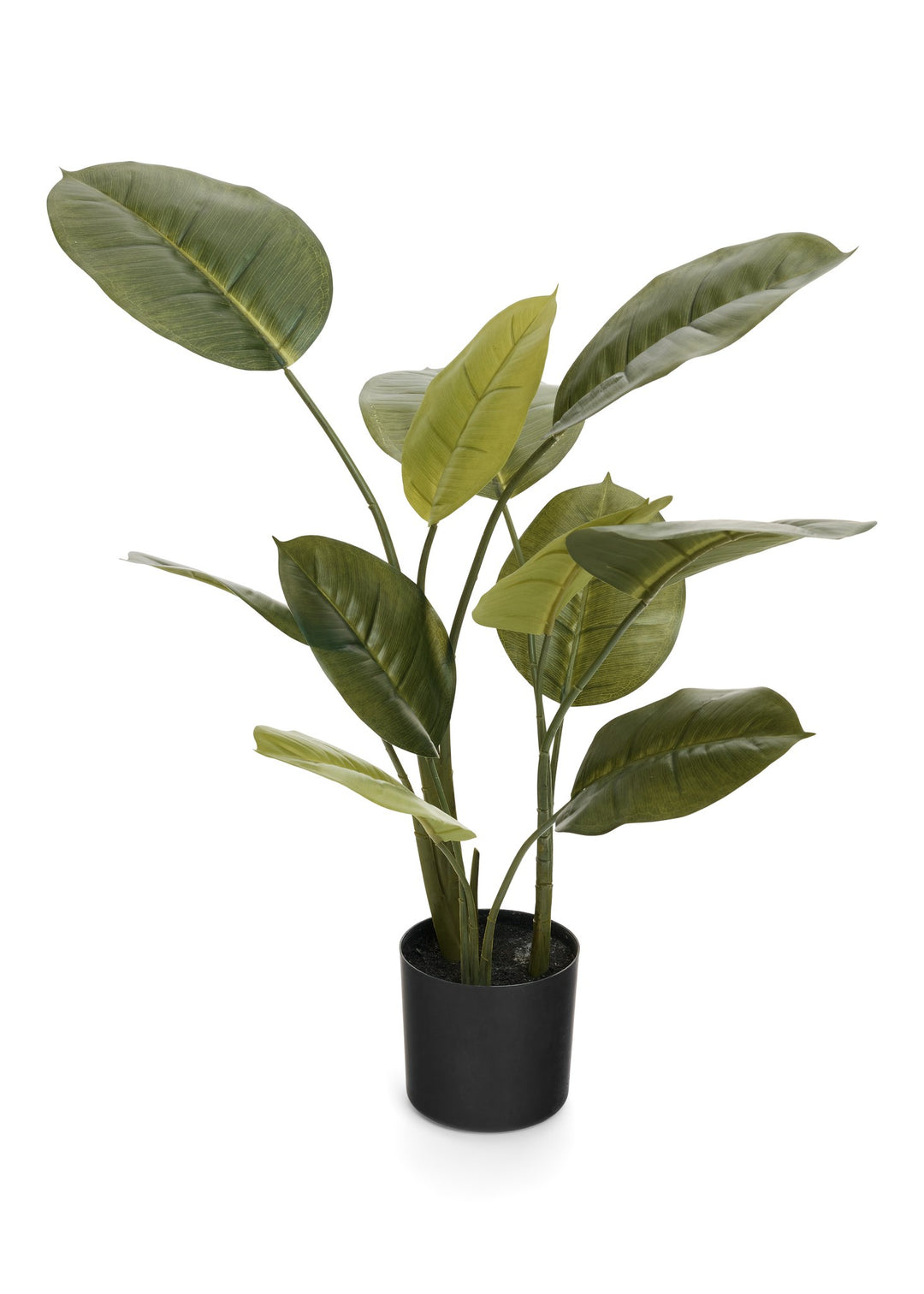 Rubber Plant