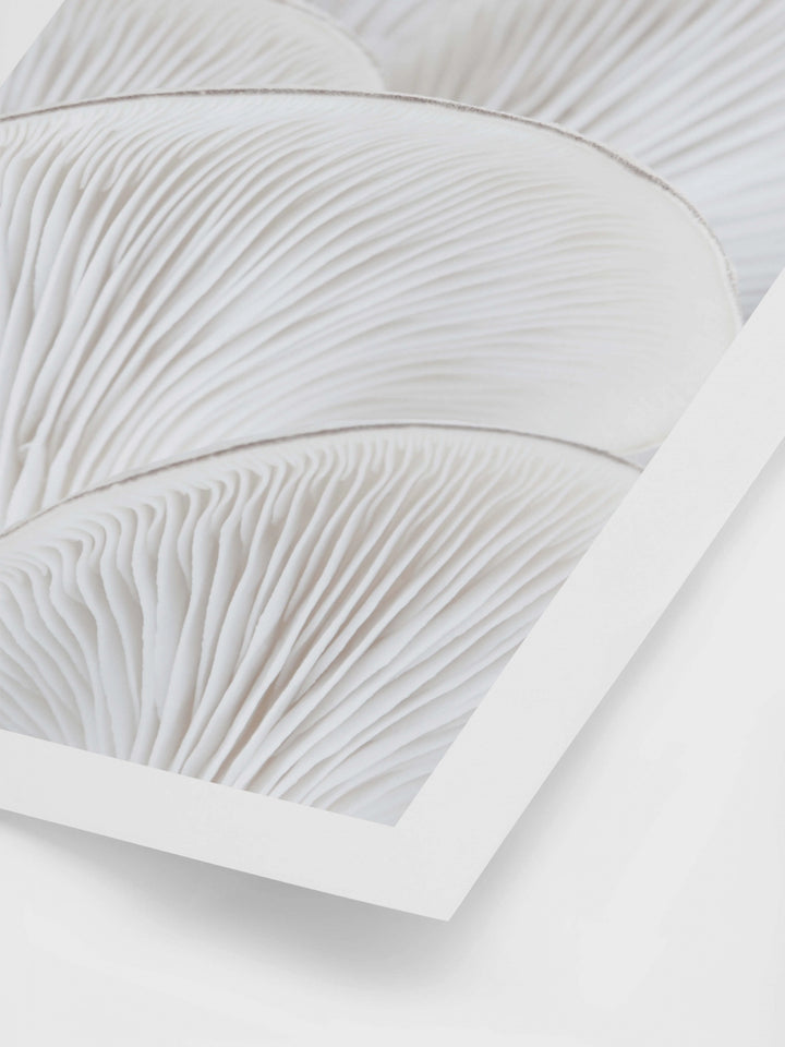 Oyster Close II Art Print | Wall Art | Derrick Details