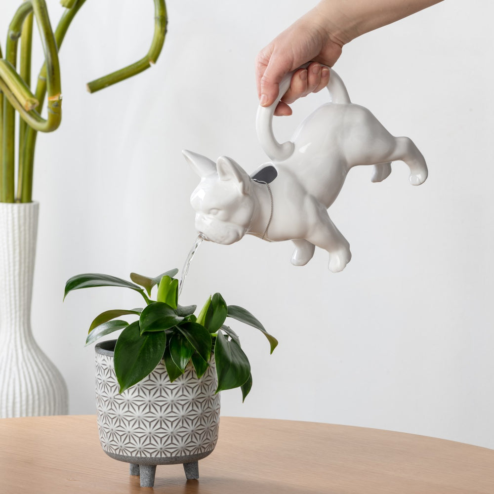 French Bulldog Watering Can | Watering Can | Derrick Details