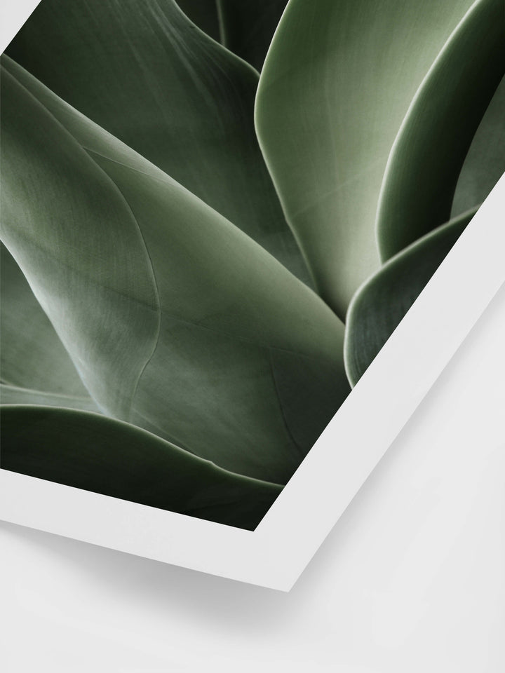 Cactus Plant Art Print | Art Print | Derrick Details