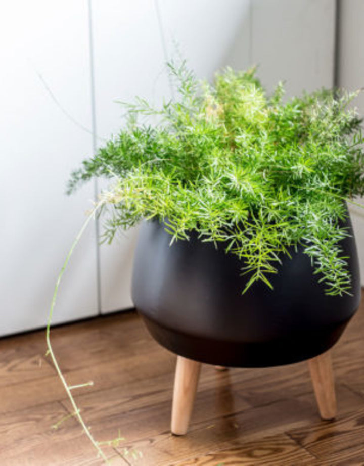 Circa Pot Planter | Planter | Derrick Details