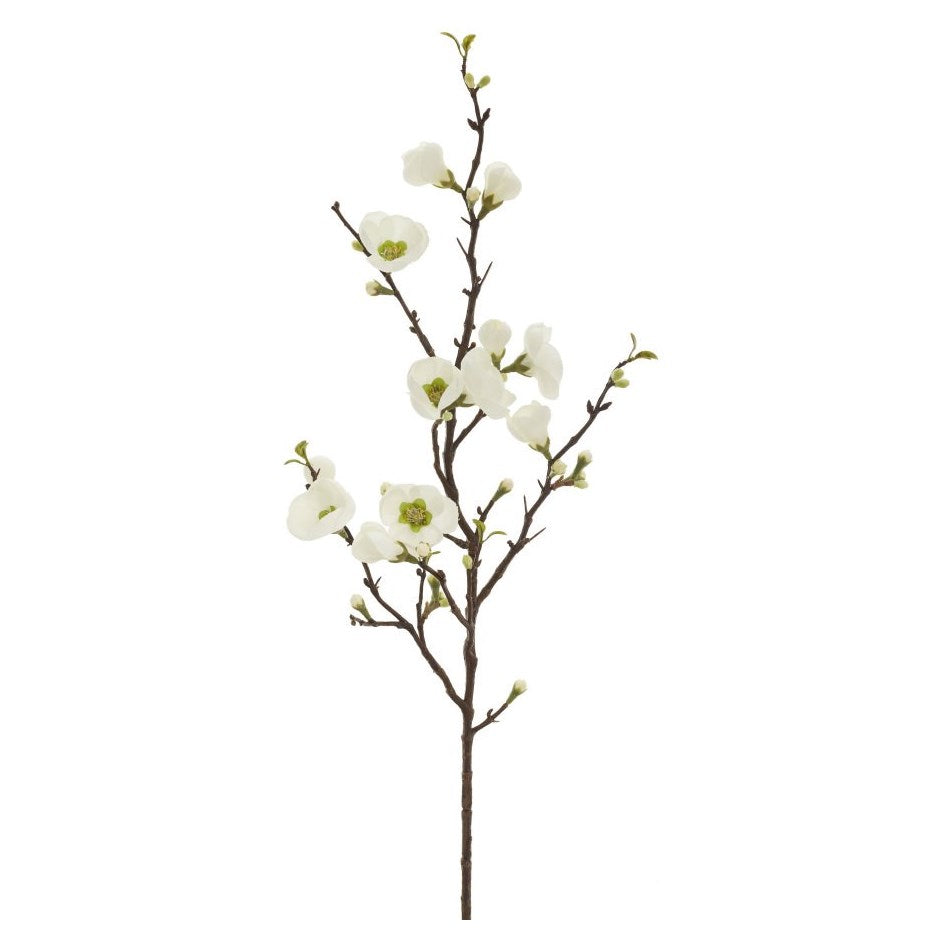 Quince Blossom Stem