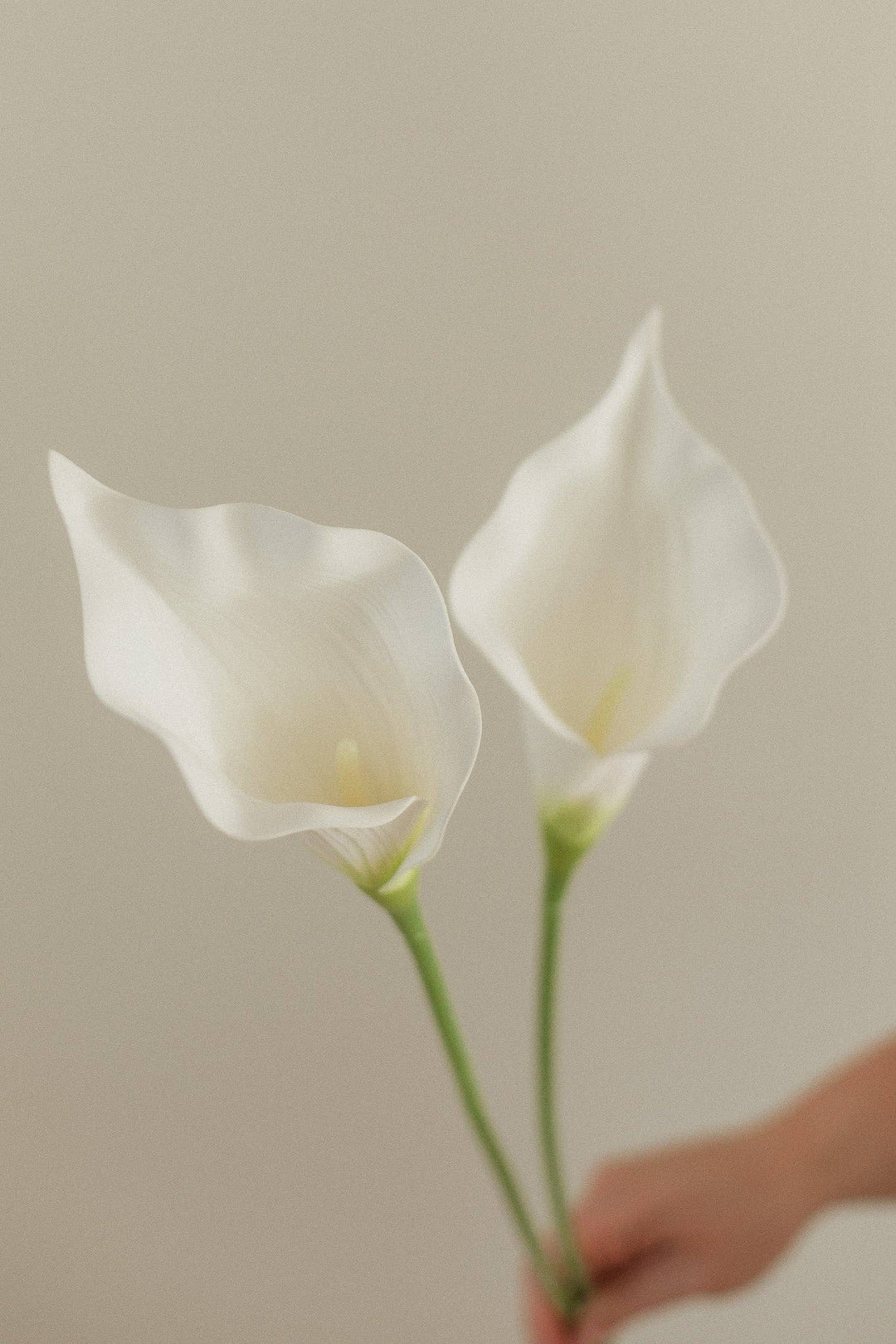 Calla Lilly Stem