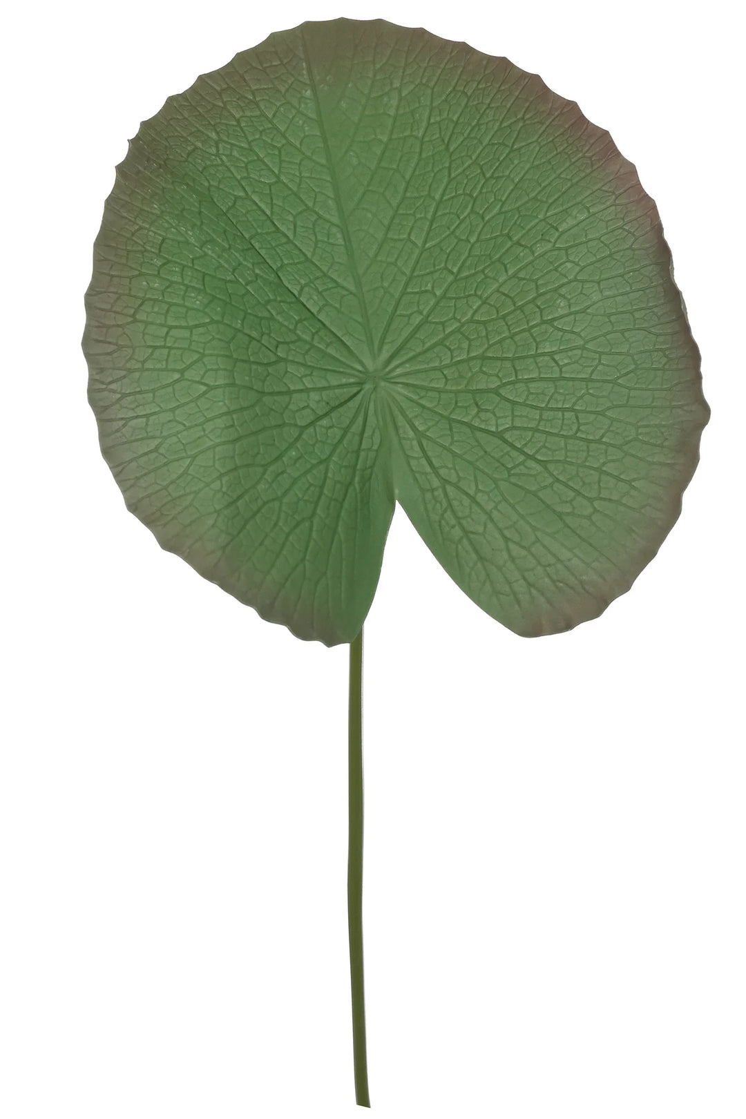 Leaf Water Lily