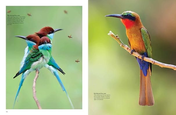 Tropical Birds Coffee Table Book