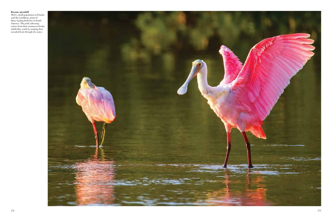 Tropical Birds Coffee Table Book