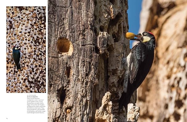 Tropical Birds Coffee Table Book