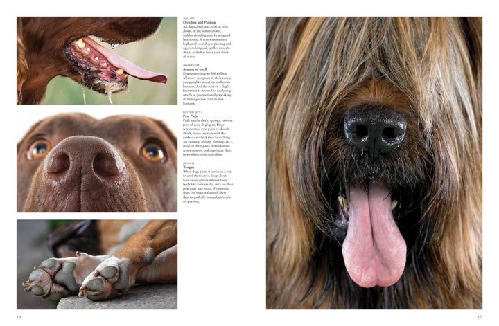 Dogs Coffee Table Book