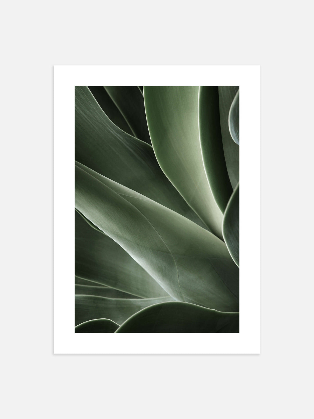 Cactus Plant Art Print | Art Print | Derrick Details