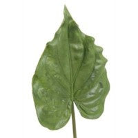 Calla Leaf | Faux Plants | Derrick Details